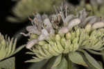 Whorled mountainmint